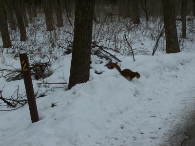 very fat red squirrel with leaves in mouth