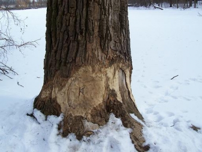 beaver damage