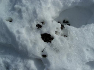 whose scat is that? whose scat is that?