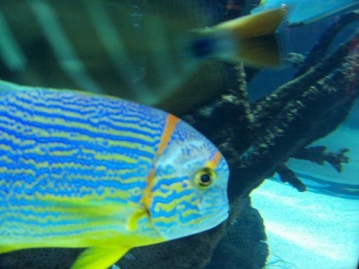 pretty tropical fish
