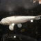 very large white koi