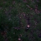 No trace of digging...
