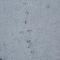 bird prints in cement