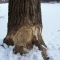beaver damage