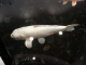 very large white koi