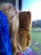 bear pillow