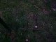 No trace of digging...