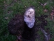 unearthed!
