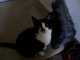 Ichabod wants to play