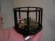 fairy cage 4