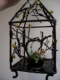 fairy cage 6