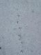 bird prints in cement