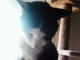 Speck plays, too