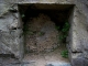 plants find a niche