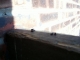 squirrel poops