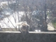 squirrel fishing!