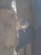 angry squirrel