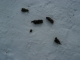 whose scat is that?