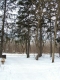 snow and trees