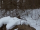mourning dove